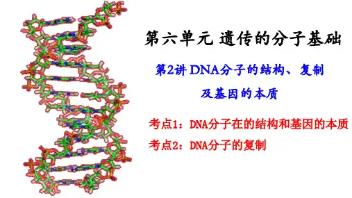 2高三一轮复习生物：DNA分子的结构、复制及基因的本质课件