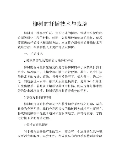 柳树的扦插技术与栽培