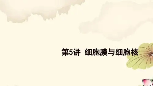 高考生物一轮复习5：第5讲 细胞膜与细胞核优质课件