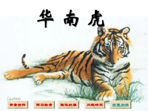 华南虎 课件