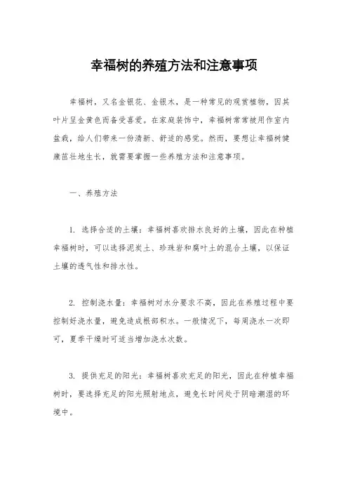 幸福树的养殖方法和注意事项