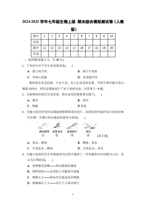 2024-2025学年七年级生物上册第一学期 期末综合模拟测试卷(人教版)