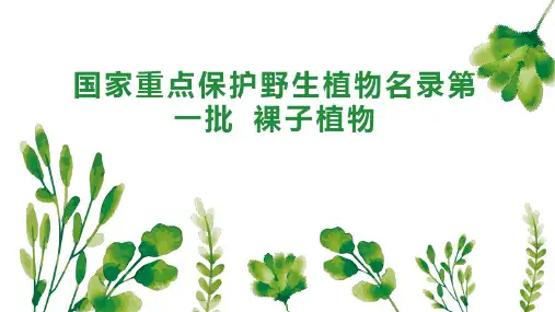 国家重点保护野生植物名录第一批 裸子植物