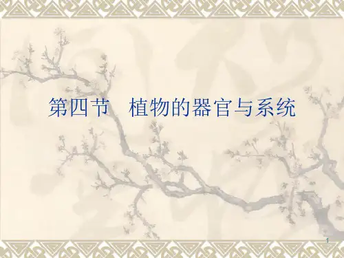 植物的器官与系统ppt课件