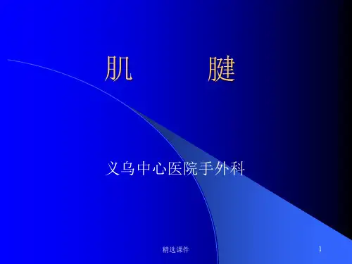 肌腱0018