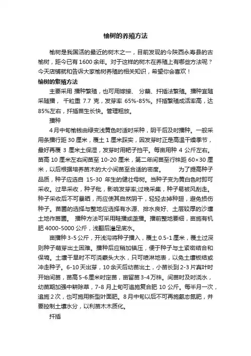 榆树的养殖方法