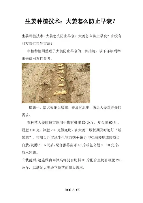 生姜种植技术：大姜怎么防止早衰？