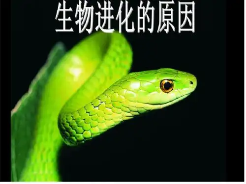 生物进化的原因 优秀课件