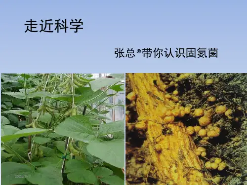 固氮菌ppt