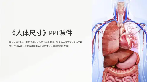 《人体尺寸》课件