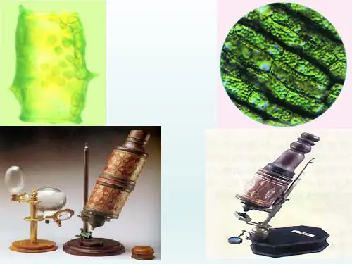 苏教版七年级生物上册2.1《探索生命的器具》课件(共27张PPT)