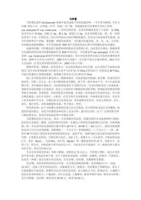 马铃薯