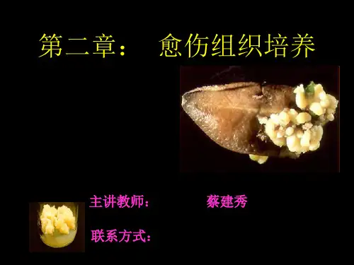 第二章：  愈伤组织培养