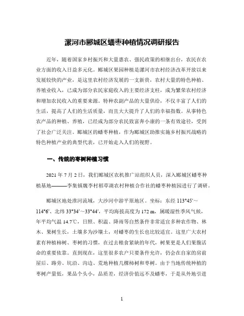 漯河市郾城区蟠枣种植情况调研报告