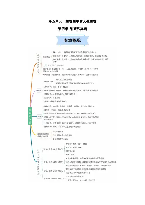 第四章 细菌和真菌【速记清单】(原卷版)