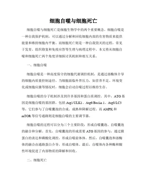 细胞自噬与细胞死亡