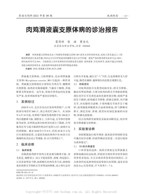 肉鸡滑液囊支原体病的诊治报告