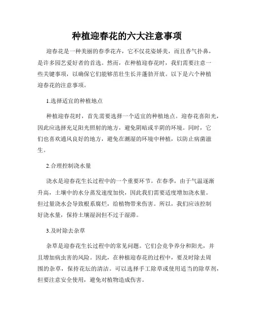 种植迎春花的六大注意事项