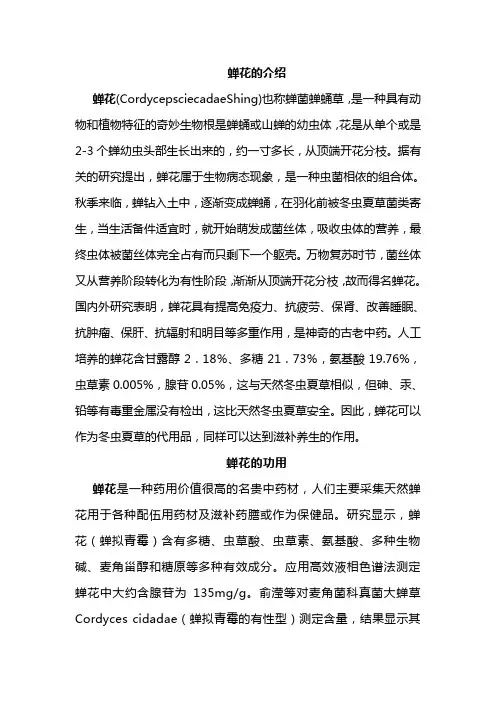 蝉花介绍及其食用方法