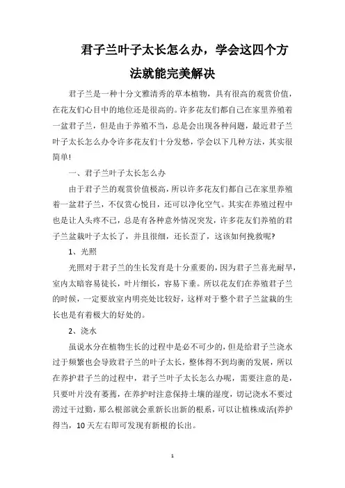君子兰叶子太长怎么办,学会这四个方法就能完美解决