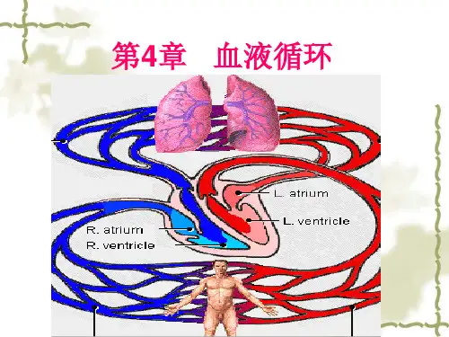 第4章循环系统
