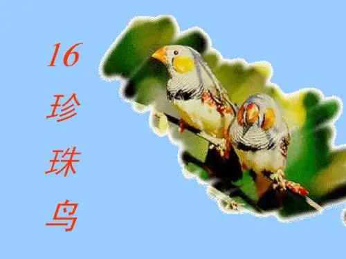 五上语文课件：珍珠鸟