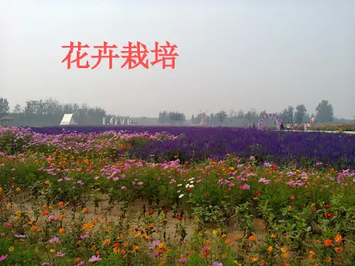 花卉生产技术  2环境因子