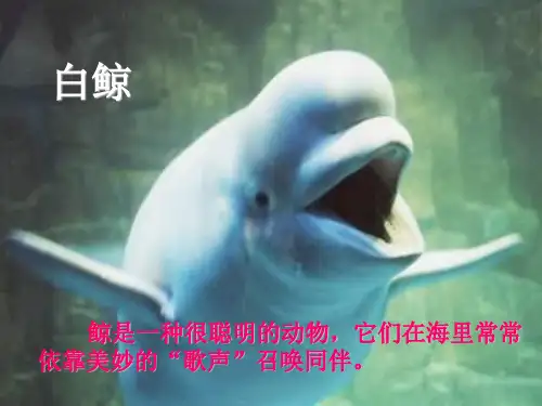 北师大版语文第五册《喜爱音乐的白鲸》PPT课件2   大赛获奖精美课件PPT