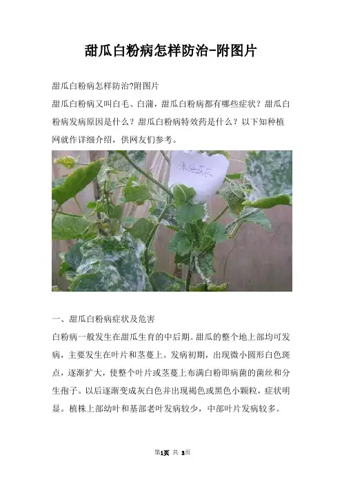 甜瓜白粉病怎样防治附图片