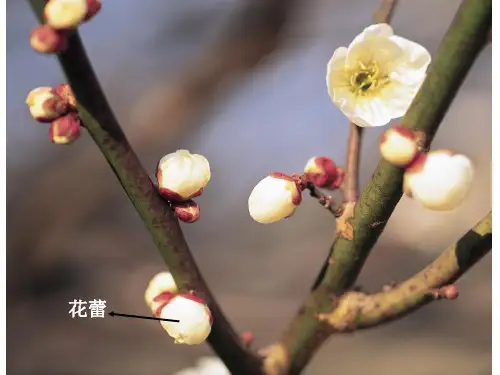 种子植物的有性生殖和发育