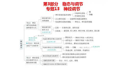 高中生物总复习讲解课件：专题13  神经调节