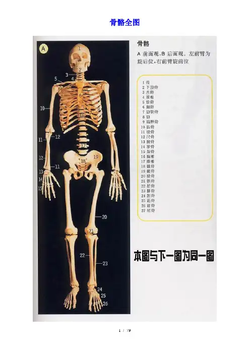 史上最全人体全图