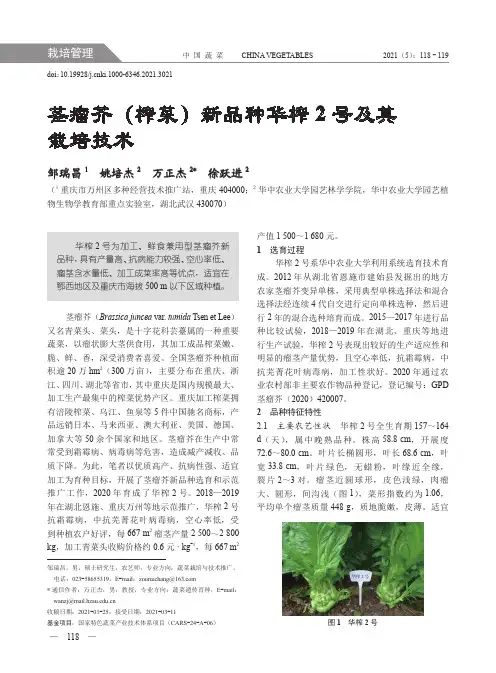 茎瘤芥(榨菜)新品种华榨2号及其栽培技术