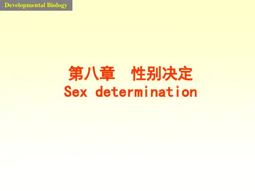 发育生物学性别鉴定 PPT课件