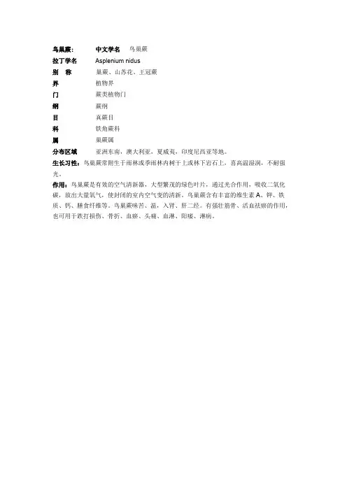 鸟巢蕨