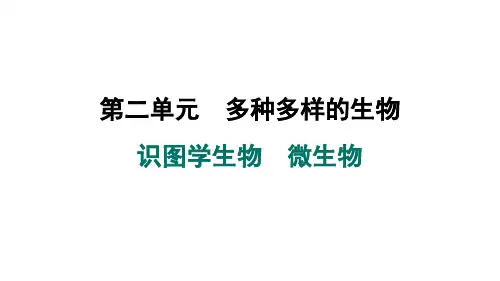 2024年人教版七年级生物上册 识图学生物 微生物(训练课件)