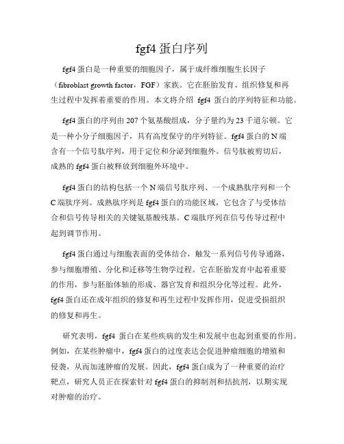 fgf4蛋白序列