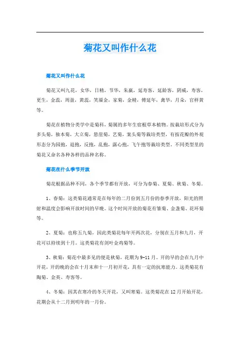 菊花又叫作什么花