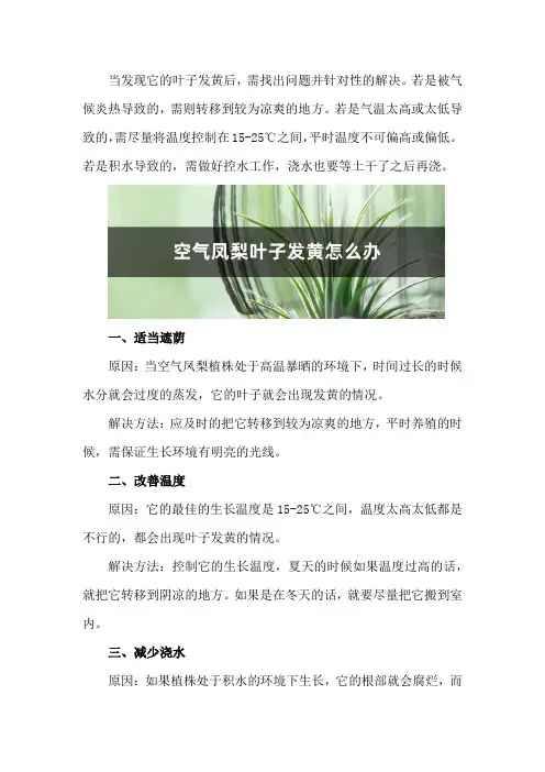 空气凤梨叶子发黄怎么办
