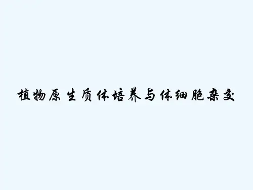 植物原生质体培养与体细胞杂交 PPT
