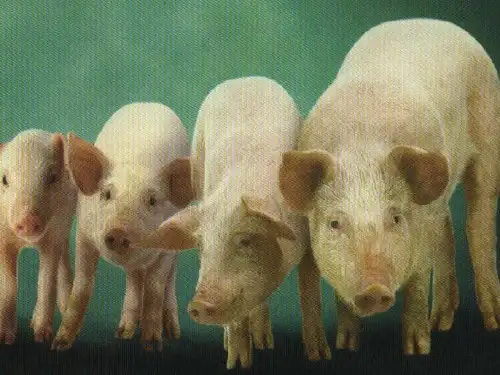 动物医学腹部手术课件PPT