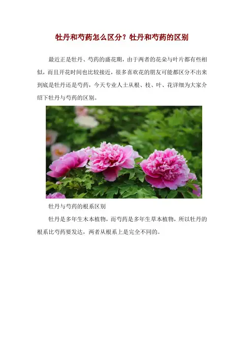 牡丹和芍药怎么区分？牡丹和芍药的区别