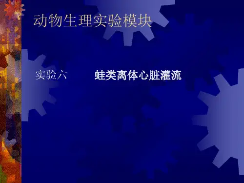 实验六         蛙类离体心脏灌流