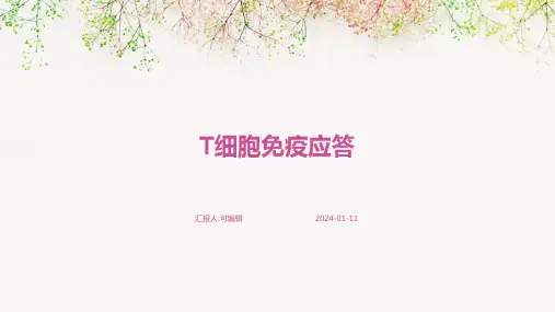 T细胞免疫应答