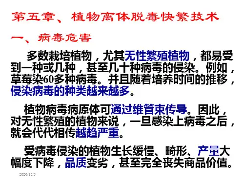 第五章植物脱毒快繁技术