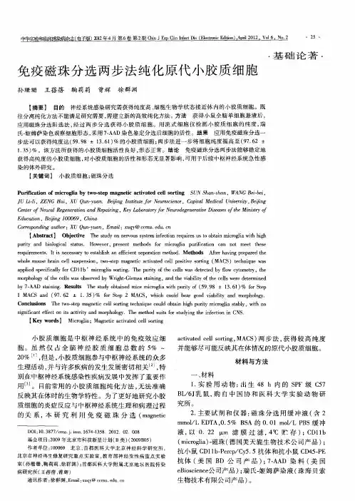 免疫磁珠分选两步法纯化原代小胶质细胞
