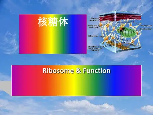 蛋白质合成细胞器核糖体.pptx