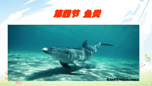 初中八年级生物上册第五单元第一章第四节《鱼》ppt课件(人教版)