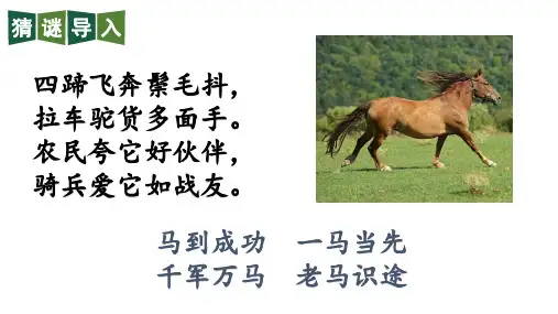 一匹出色的马课件(共16张PPT)