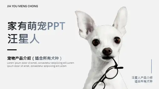 汪星人宠物产品介绍PPT